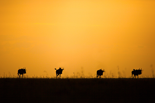 Wildebeest Sunset