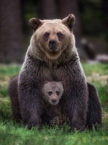 Family portrait in the forest interior