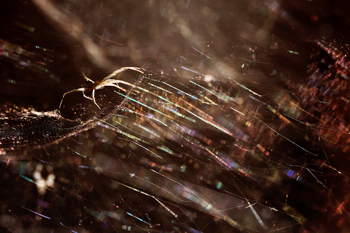 The Cosmic Spider In It's Tinsel Town The Cosmic Spider In It's Tinsel Town