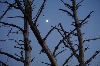 Almost A New Moon Color Awards Winners and Nominees