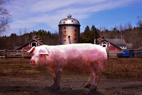 Sustainaly Raised Pig of Ox Hollow Farm