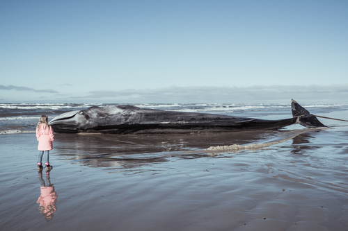 The Stranded Finwhale