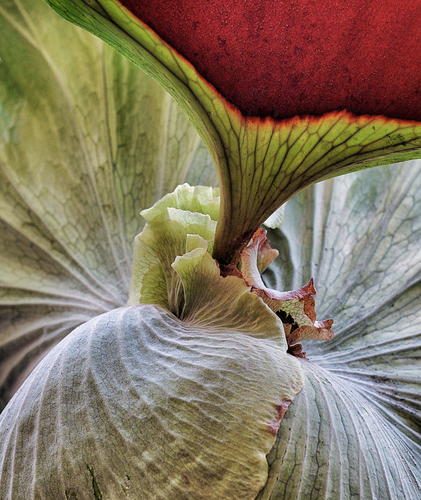 The Heart of the Staghorn Fern