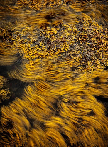 Flowing Seaweed, Vinalhaven, Maine