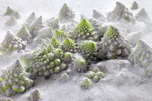 Snowy Forest of a Romanesco Cabbage