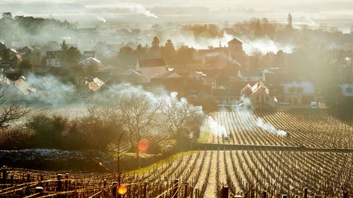 French vineyards