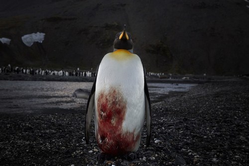 Bleeding Penguin