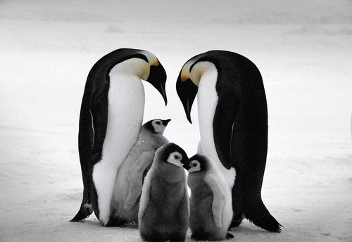 Emperor Penguins #3