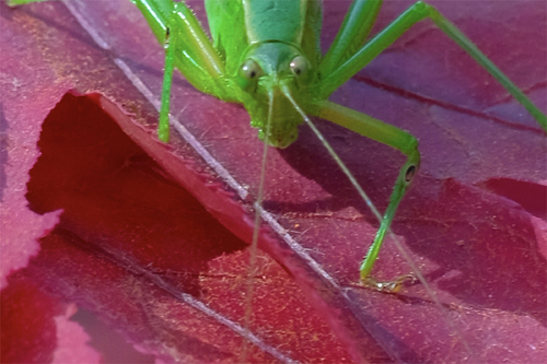 Katydid on a red japanese maple, a dusting of alder pollen