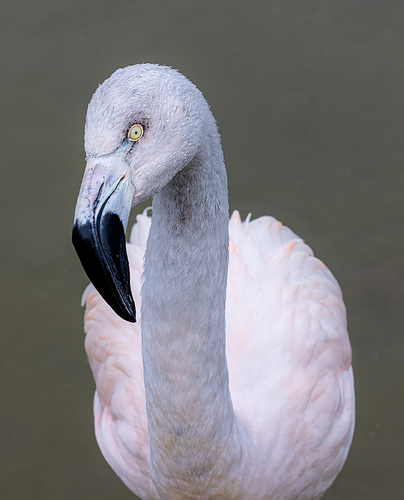 Fla Fla Flamingo