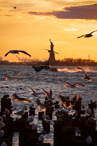 Gulls and Liberty