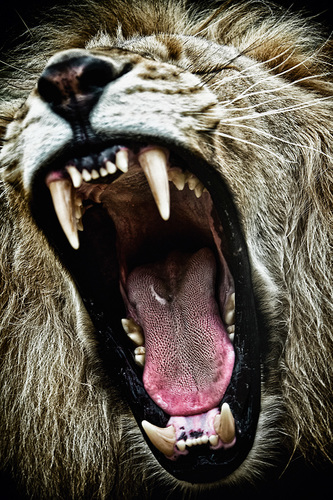Yawning Lion in Serengeti National Park, Tansania