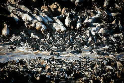 Wilderbeests Crossing Mara River, Kenya