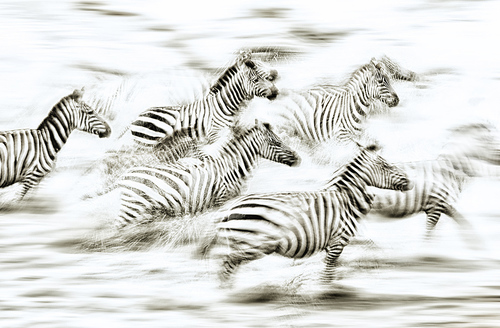 Zebras in Serengeti National Park, Tansania
