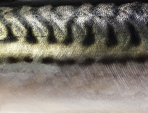 Mackerel Close Up