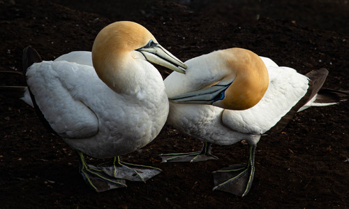 Gannets Grooming