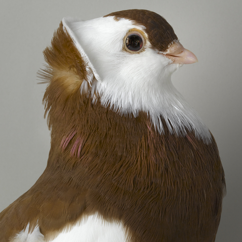 arnolfini pigeon