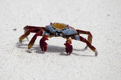 Crab, Floreana Island, Galpagos