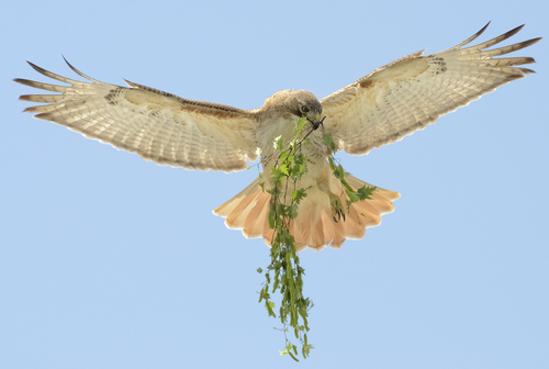 Red-tailed Hawk 2011