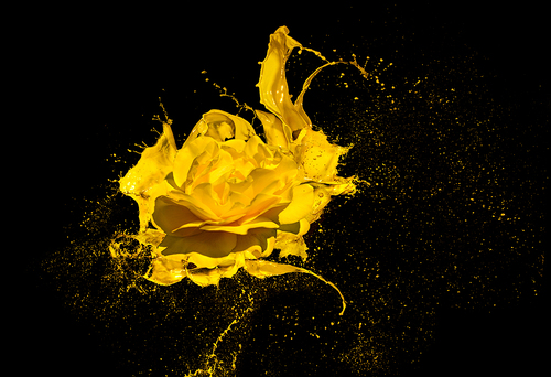 Yellow Splash Rose