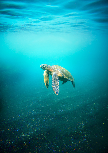 Galapagos Green Sea Turtle