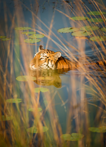 Tigress, India