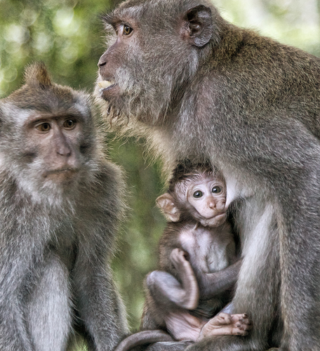 Baby Balinese Long-tailed macaque