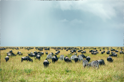 Serengeti Pattern