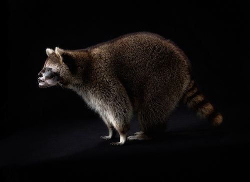Ani-Human Raccoon 