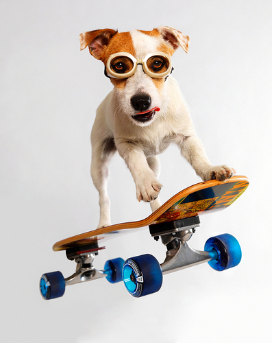 Skate Dawg