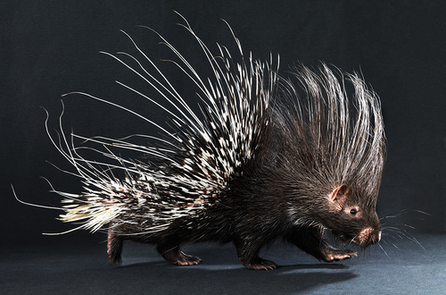 crested porcupine