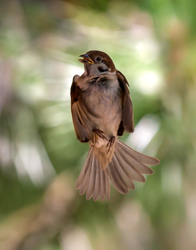 Sparrow's Dance
