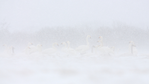 Tundra Swans in Snowstorm