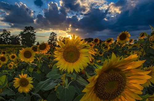 Goodnight Sunflowers