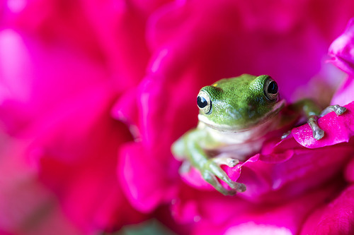 Frog in Rose Garden