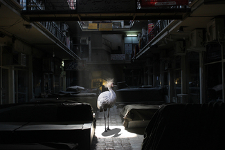 Do You Know Where You Belong? Color Awards Winners and Nominees