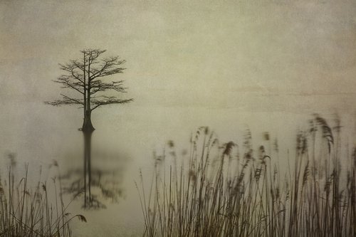 Solitary Cypress