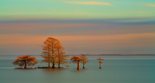 The Trees in the Lake