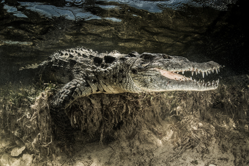 American Crocodile