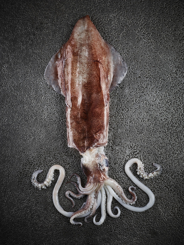 Squid (1)