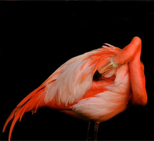 Flamingo In Repose