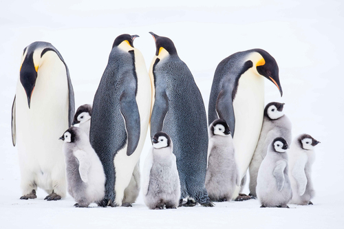 Emperor Penguins in Conference