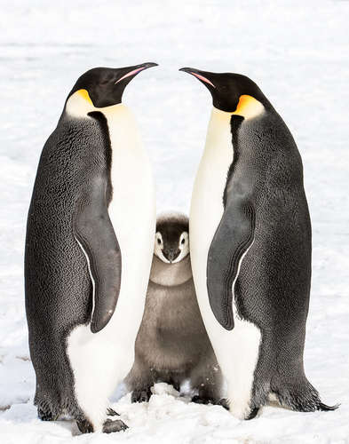 Emperor Penguins and Chick