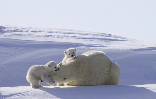 Polar Bear Family Play
