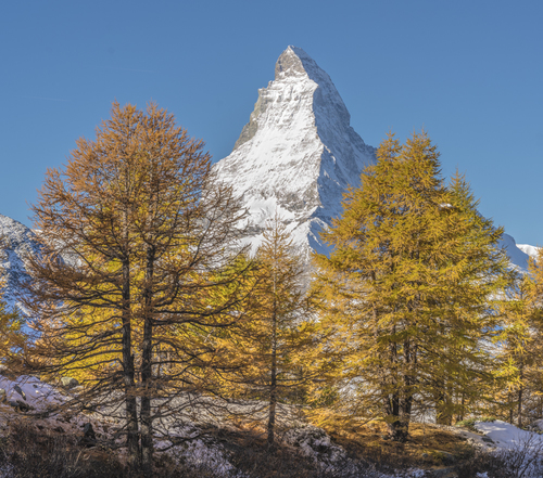 Matterhorn and Golden Larches