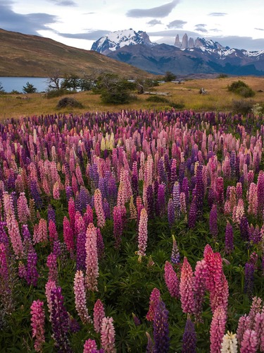 Flower Field in Patagonia
