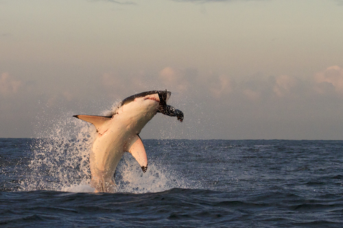White Shark Hunt