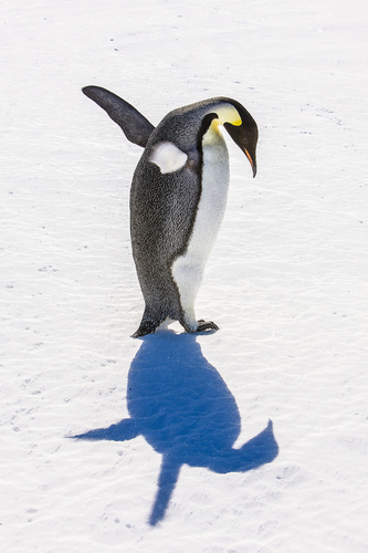 Emperor Penguin Silhouette