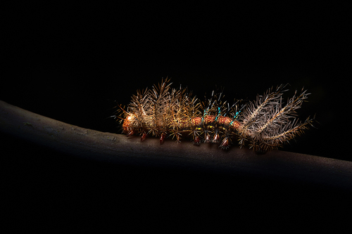 Spiny Moth Caterpillar