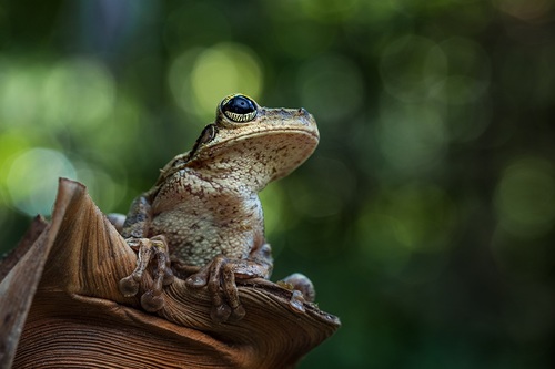 Contemplating Frog
